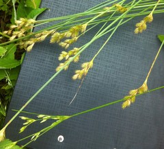 Carex leporina