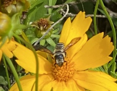 Megachile pugnata