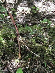 Corallorhiza maculata