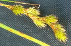 Carex leporina