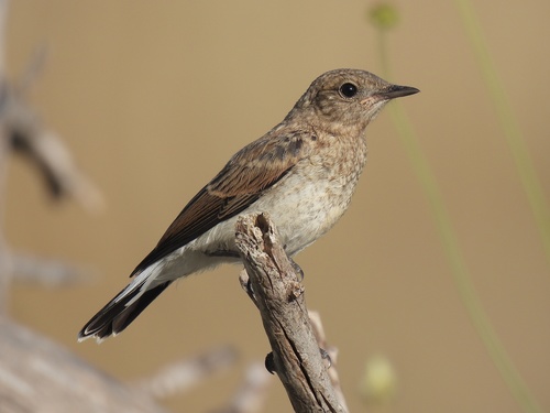 Eastern Black-eared Wheatear