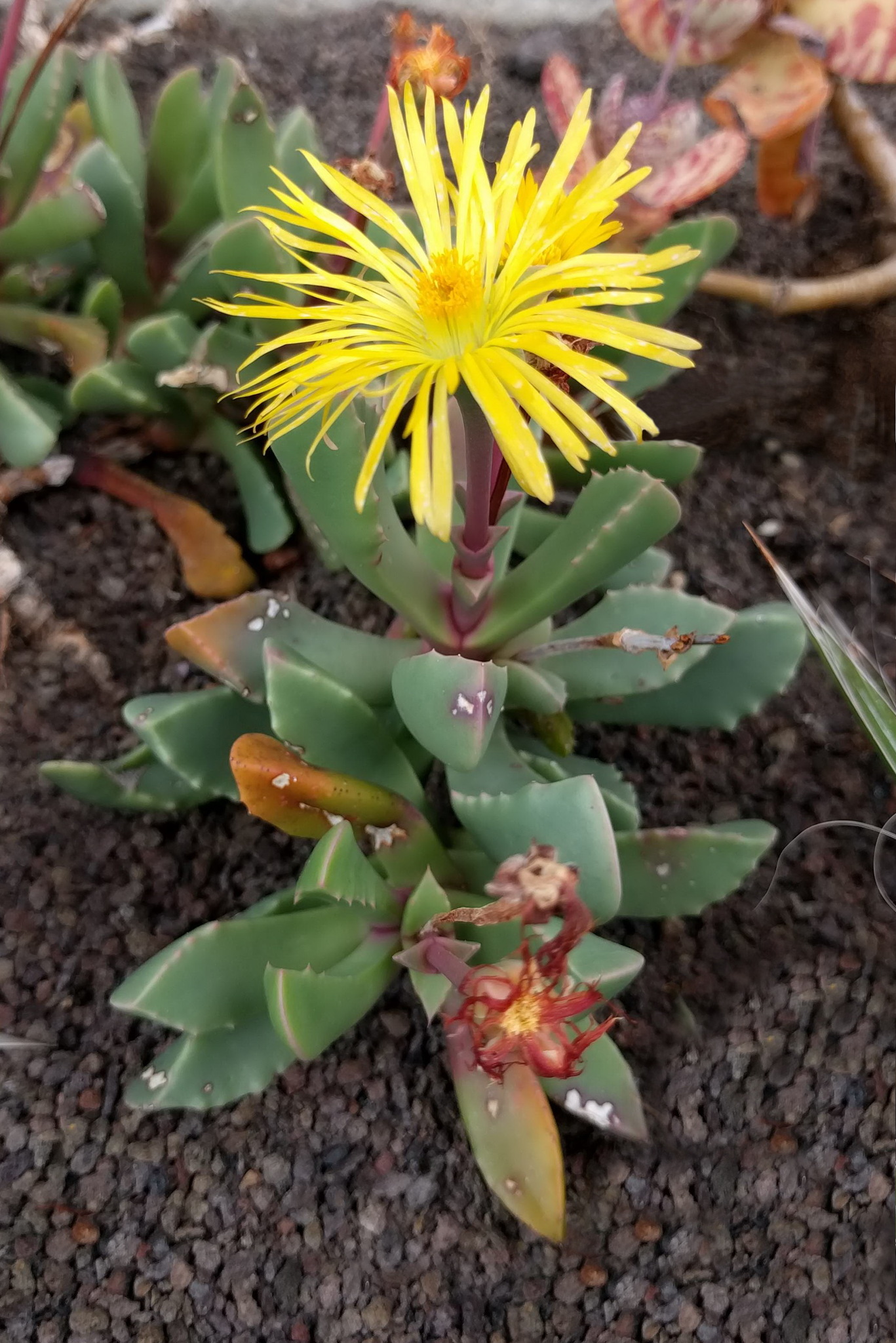Mesembryanthemum ringens L.