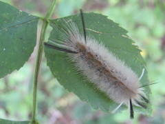 Halysidota tessellaris