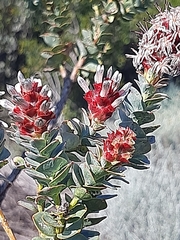 Paranomus roodebergensis