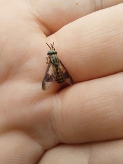 Chrysops striatus