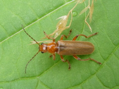 Cantharis livida