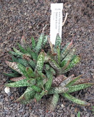 Gasteria bicolor