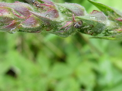 Nanophyes