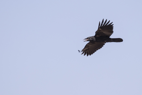 iNaturalist observation photo of Common Raven