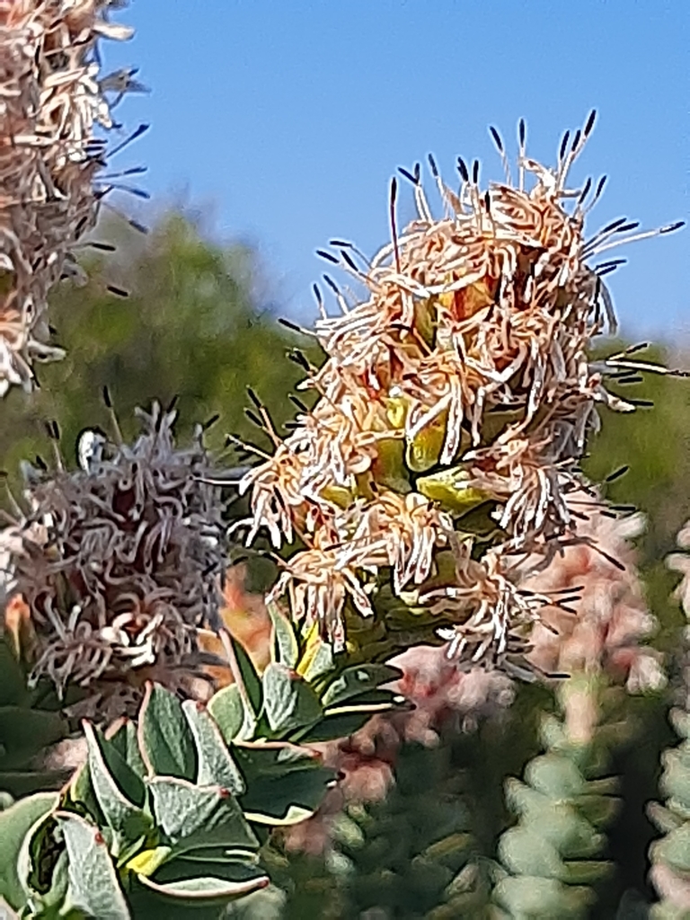 Honeyscent Sceptre