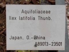 Ilex latifolia