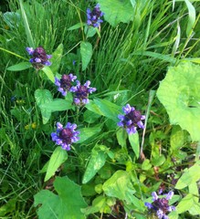 Prunella vulgaris