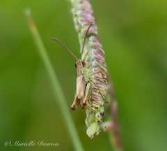 Pseudochorthippus parallelus