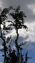 Melanerpes portoricensis