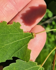 Eriophyes diversipunctatus