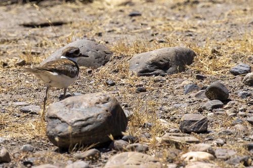 iNaturalist observation photo of Killdeer