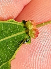 Eriophyes diversipunctatus