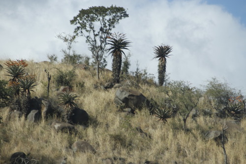 Aloe marlothii