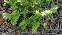 Adiantum latifolium