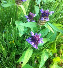 Prunella vulgaris