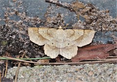 Euchlaena deplanaria
