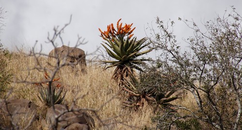 Aloe marlothii