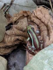 Epipedobates tricolor