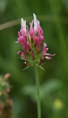 Trifolium incarnatum molinerii