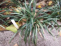 Ophiopogon jaburan