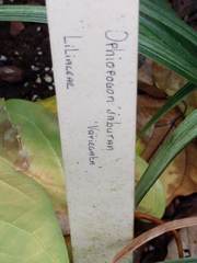 Ophiopogon jaburan