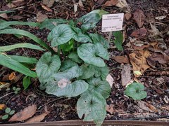 Cyanastrum cordifolium