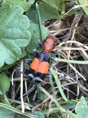 Enoclerus muttkowskii