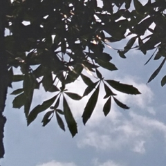 Cussonia sphaerocephala