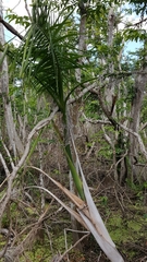Roystonea borinquena