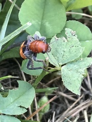 Enoclerus muttkowskii