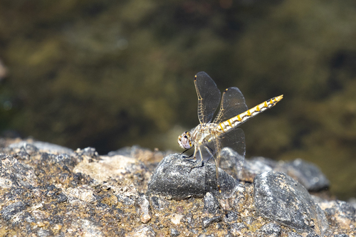iNaturalist observation photo of Variegated Meadowhawk