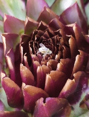 Terellia fuscicornis