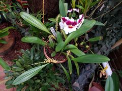 Bulbophyllum apodum
