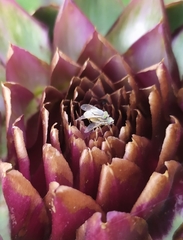 Terellia fuscicornis