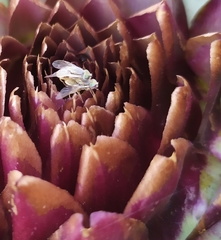 Terellia fuscicornis