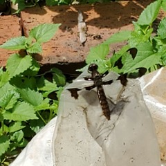 Plathemis lydia