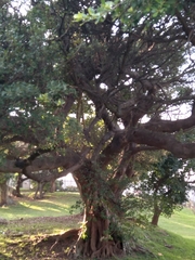 Ficus natalensis natalensis