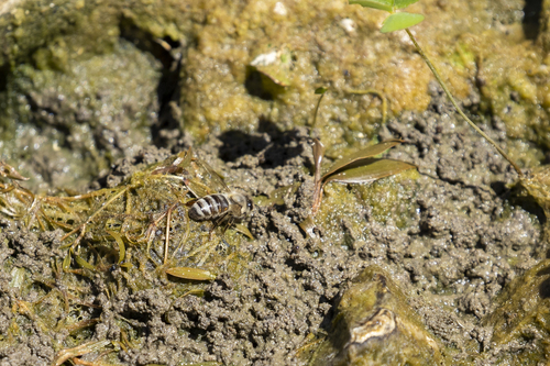 iNaturalist observation photo of Western Honey Bee