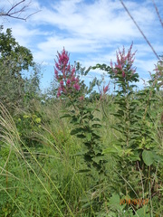 Pseudarthria hookeri hookeri