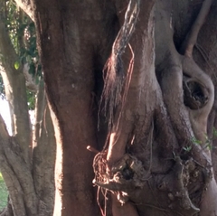 Ficus natalensis natalensis