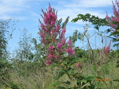 Pseudarthria hookeri hookeri