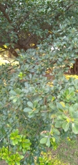 Ficus natalensis natalensis