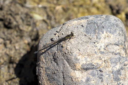 iNaturalist observation photo of Pacific Forktail