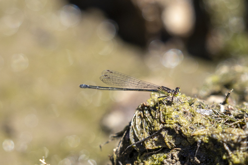 iNaturalist observation photo of Pacific Forktail
