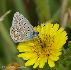 Polyommatus icarus